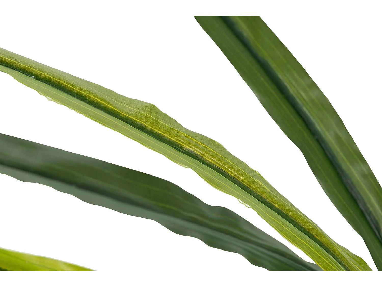 Planta Orquidea Cymbidium 60x60x100 Cm