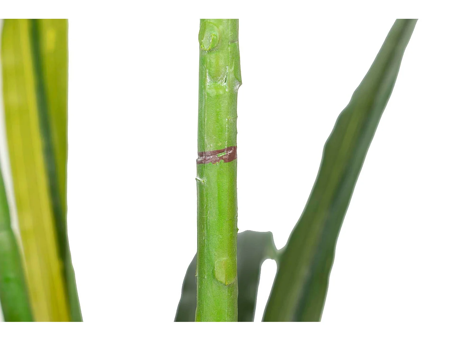 Planta Orquidea Cymbidium 60x60x100 Cm