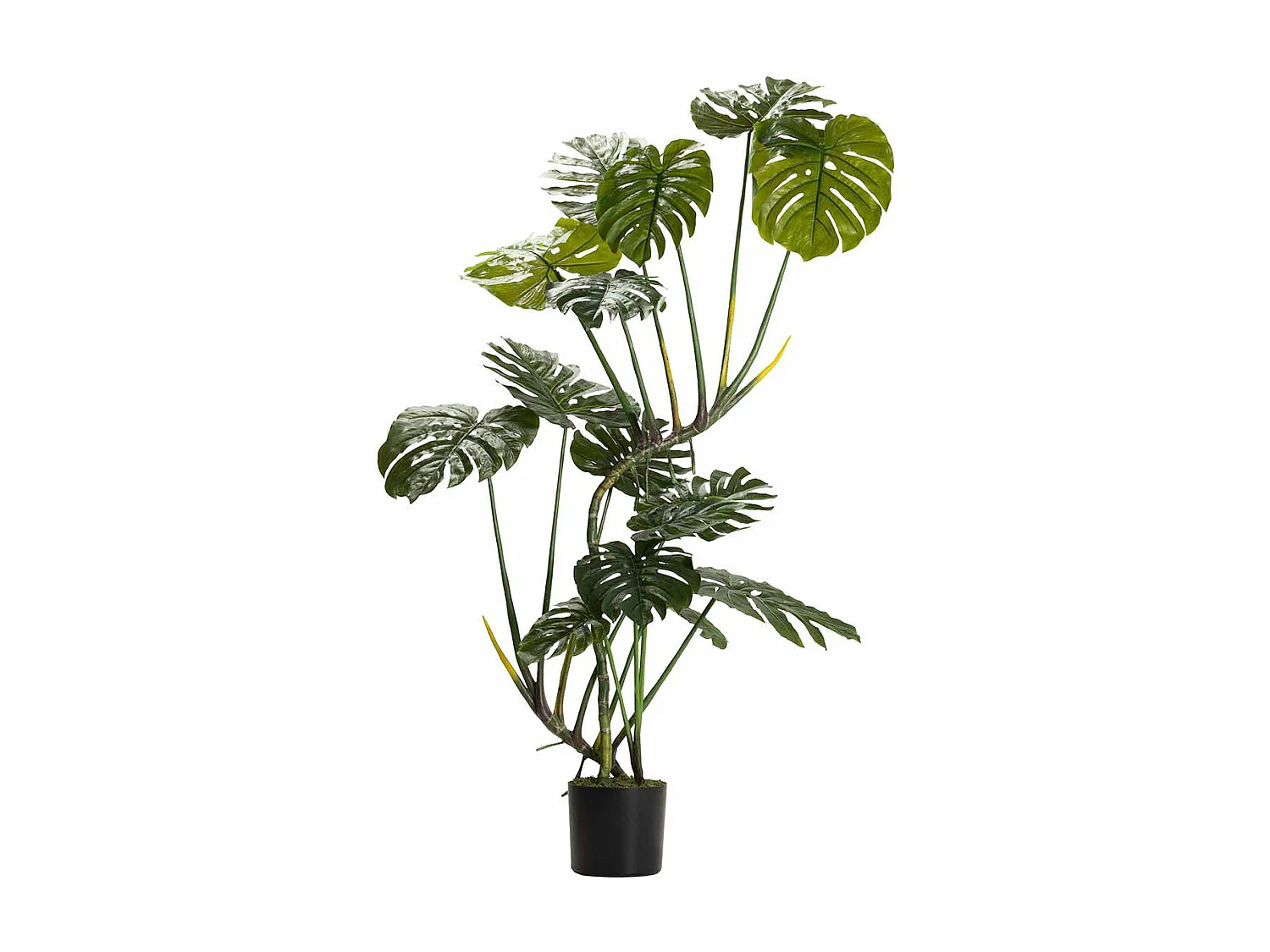 Planta Monstera 110x70x155 Cm