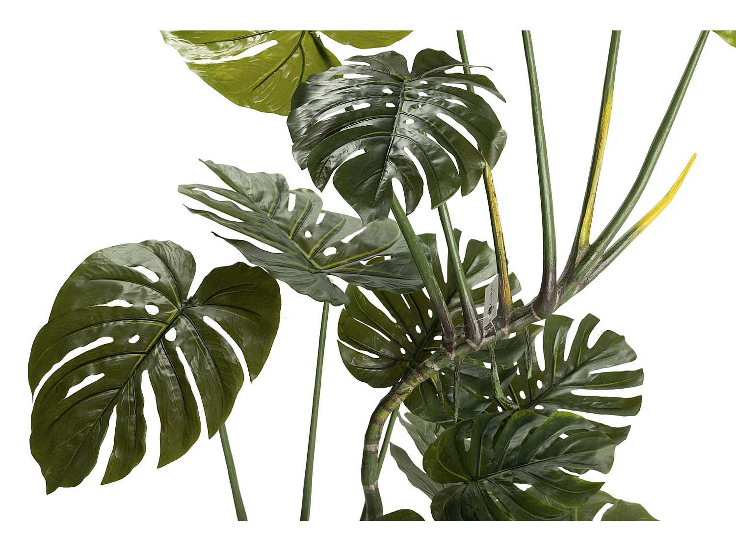 Planta Monstera 110x70x155 Cm