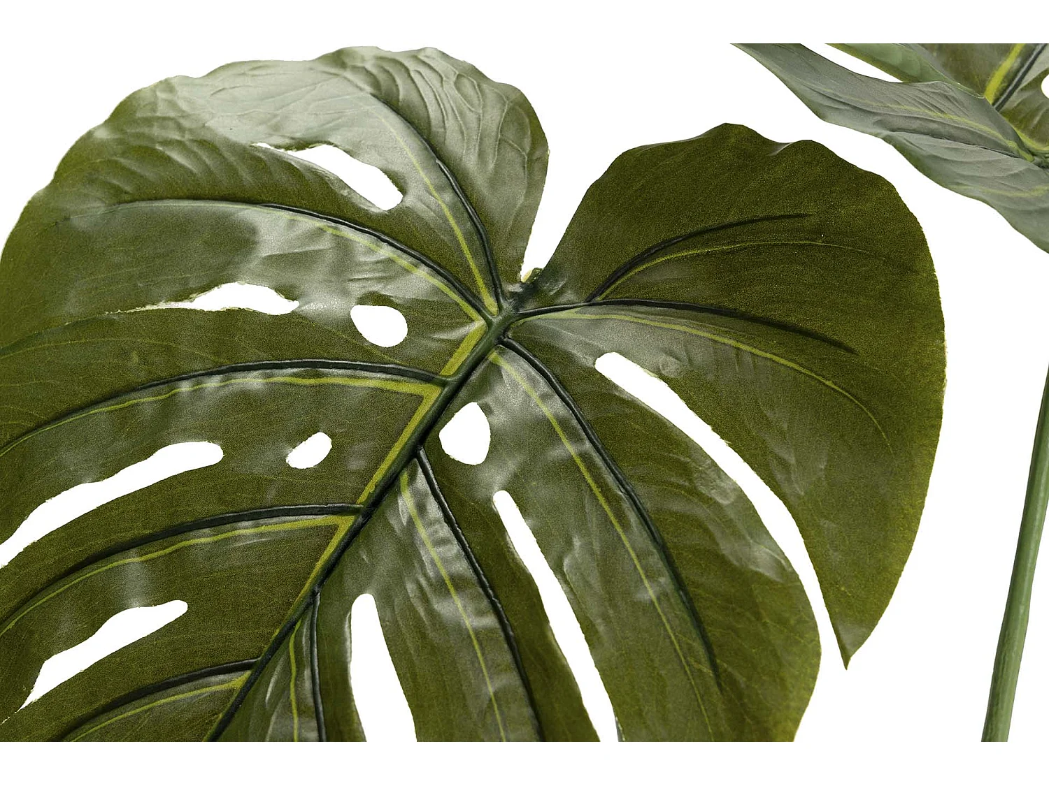 Planta Monstera 110x70x155 Cm