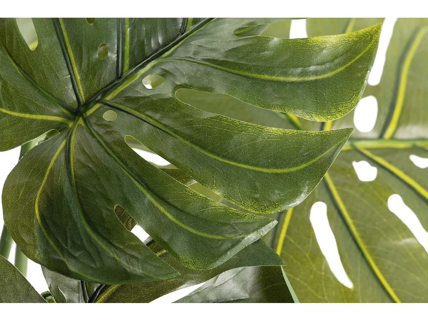 Planta Monstera 110x70x155 Cm