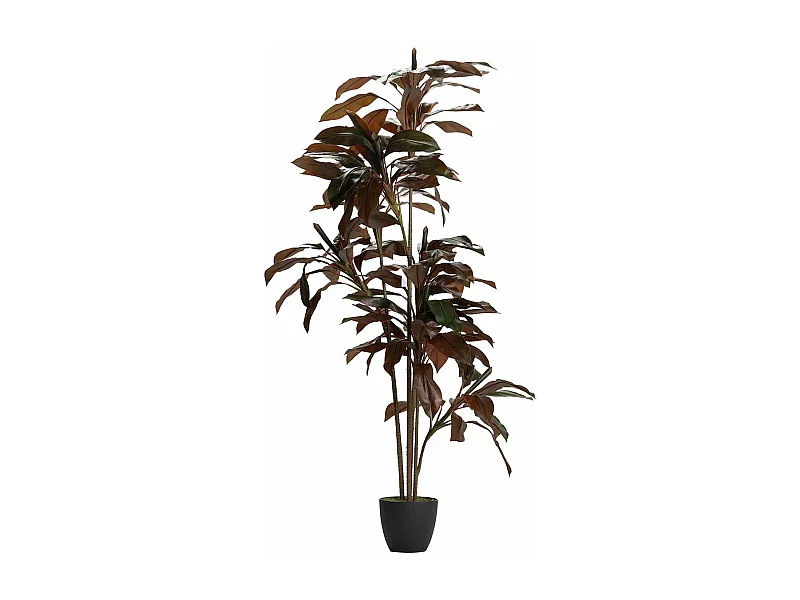 Planta Ordyline Fruticosa 80x80x170 Cm