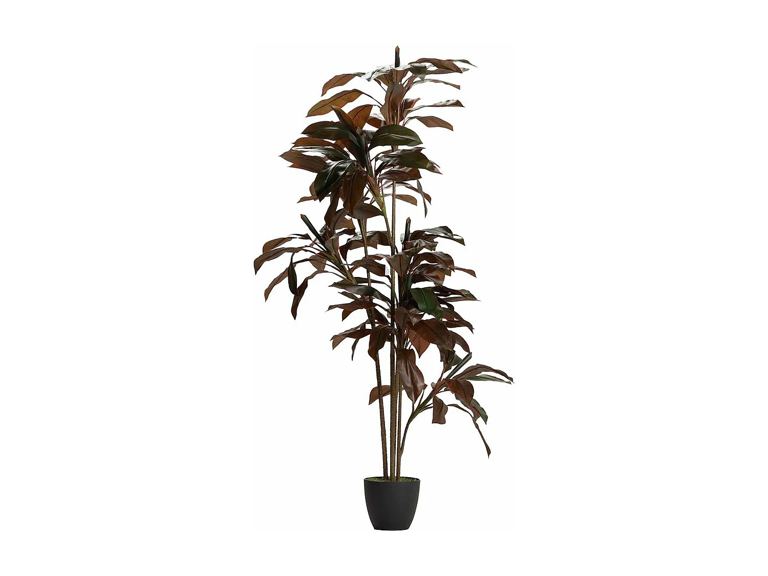 Planta Ordyline Fruticosa 80x80x170 Cm