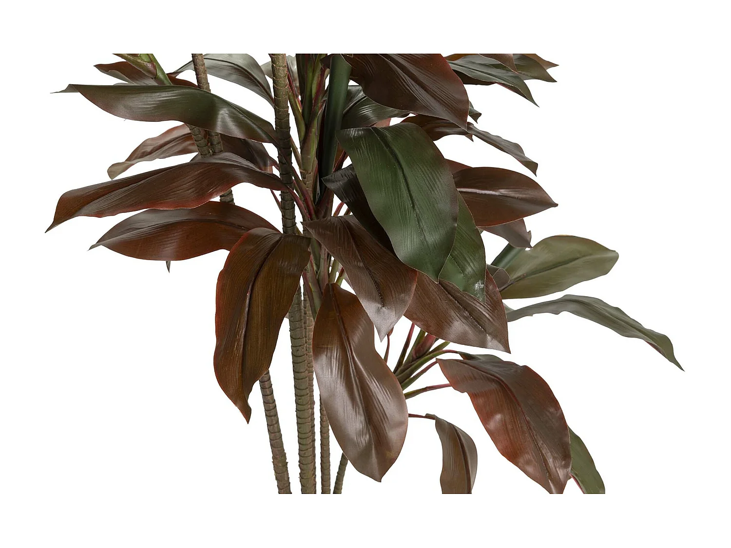 Planta Ordyline Fruticosa 80x80x170 Cm