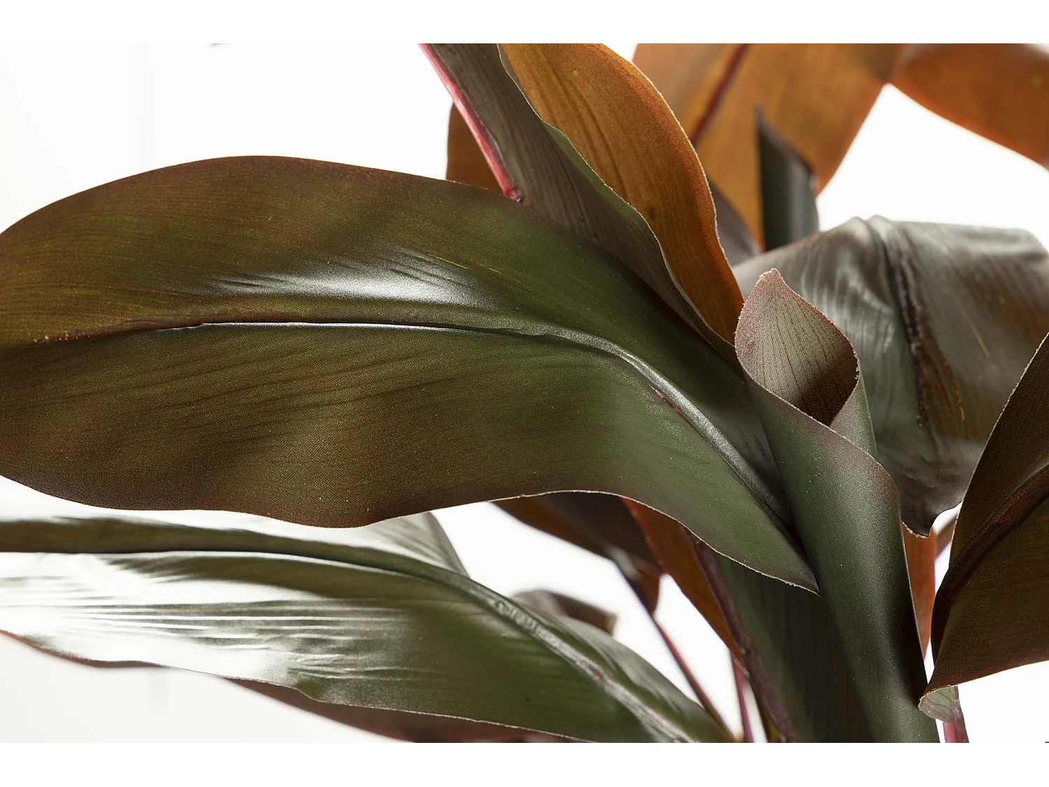 Planta Ordyline Fruticosa 80x80x170 Cm