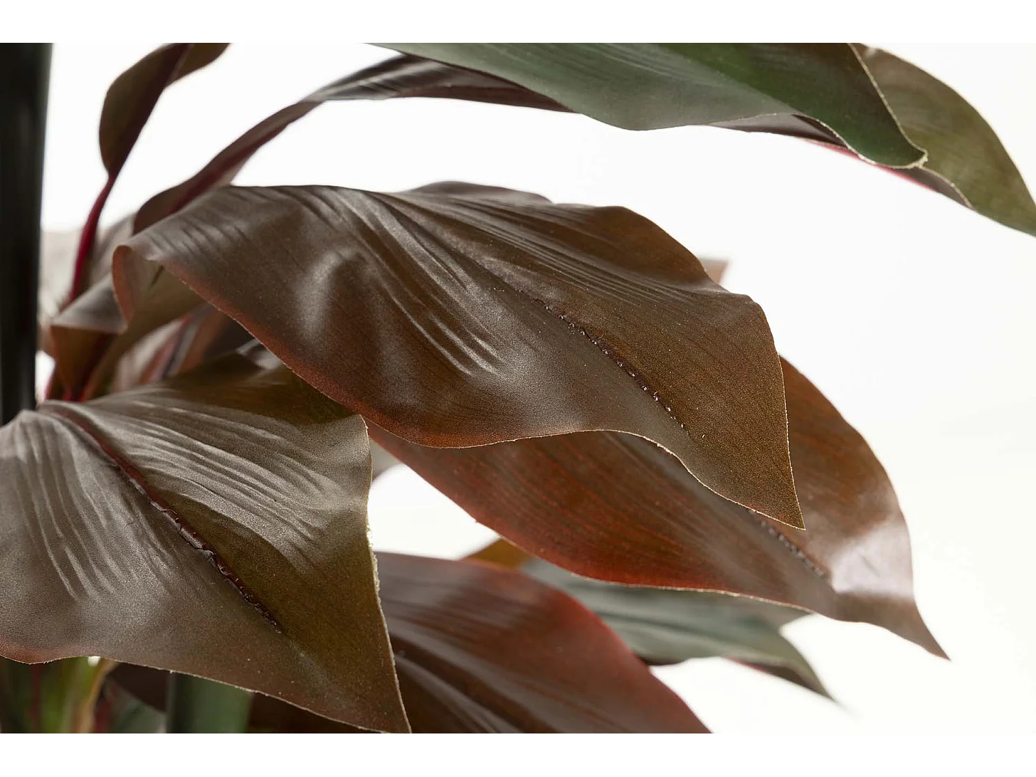 Planta Ordyline Fruticosa 80x80x170 Cm