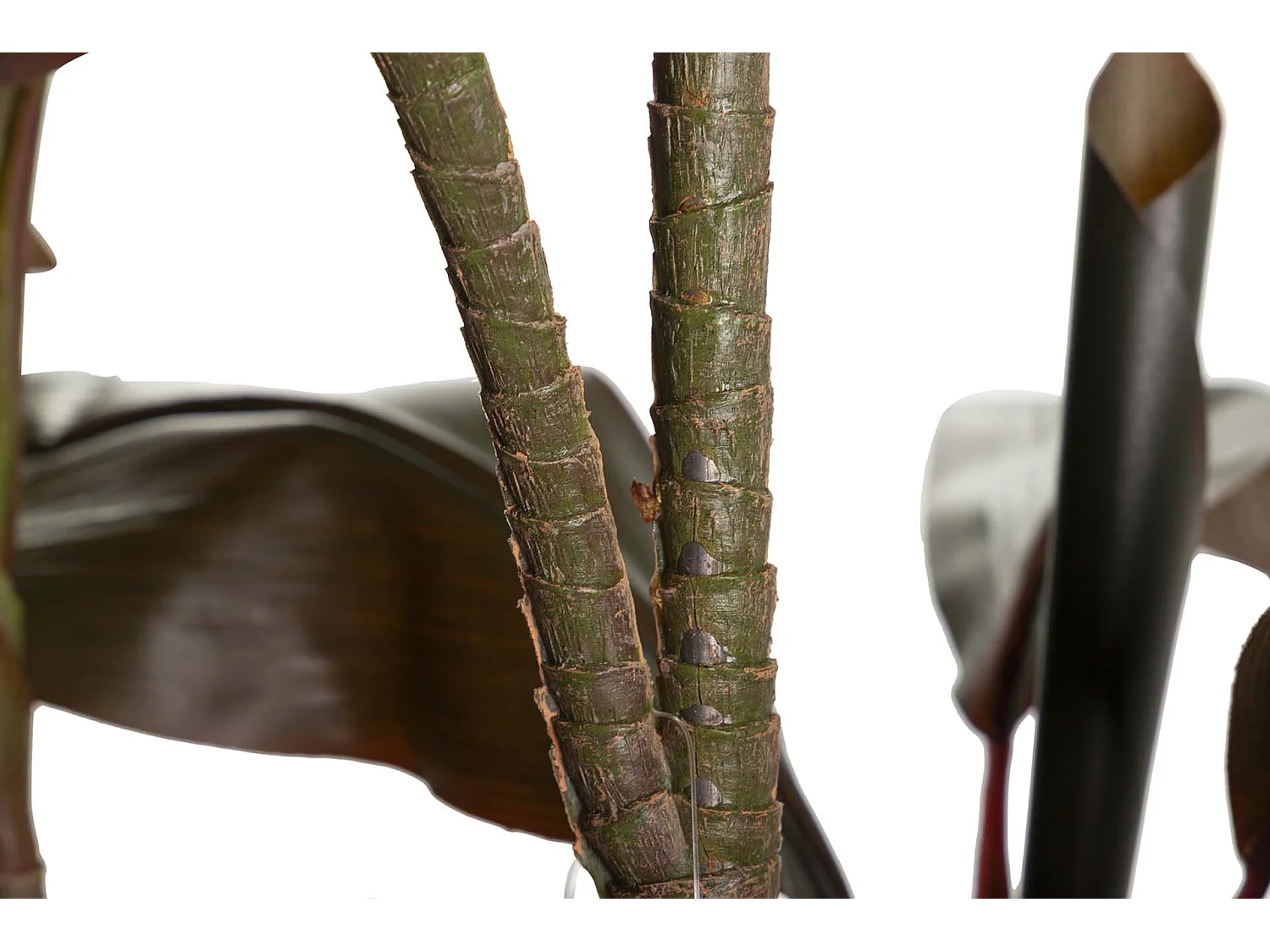 Planta Ordyline Fruticosa 80x80x170 Cm