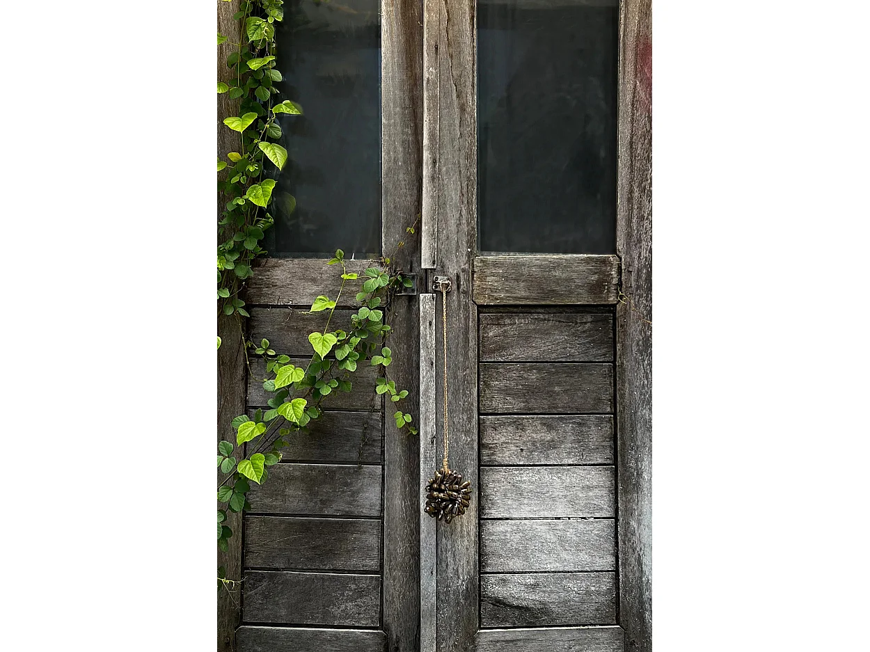 Die Braune Kauri-Muschel-Quaste