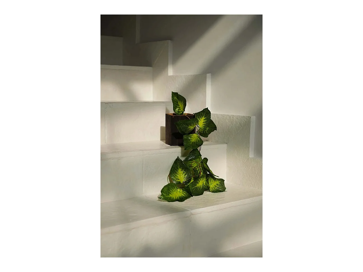 El Bol Bondi - Cuadrado