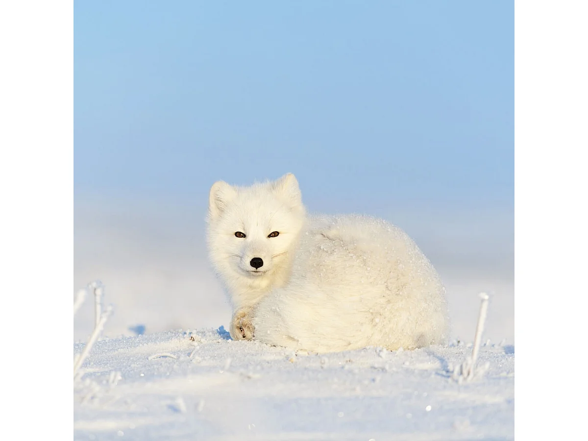 Tableau sur toile beauté animale 90x90 cm