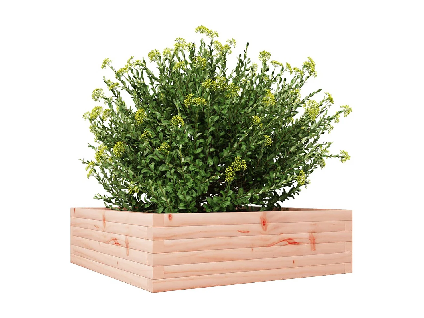 Jardinière 80x80x23 cm bois massif de douglas