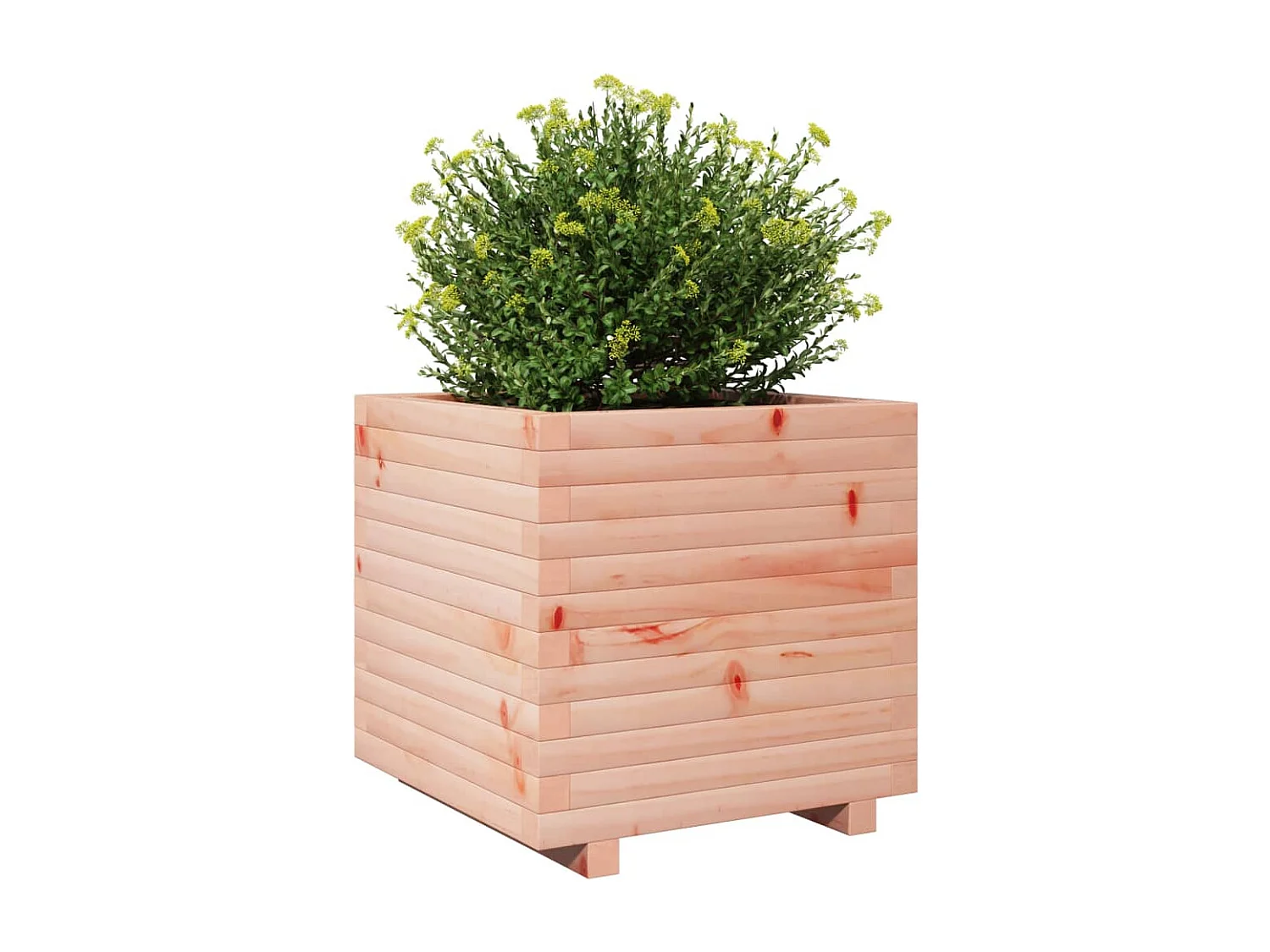 Pflanzkübel 50x50x49,5 cm Massivholz Douglasie