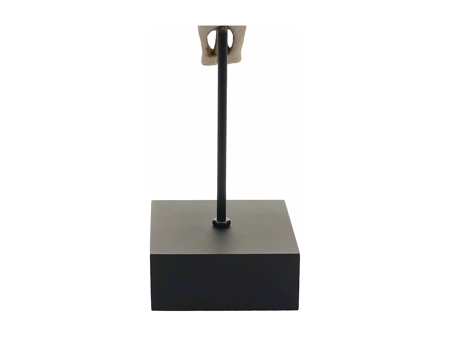 Figurine tête de vache résine 12 x 8 x 22 cm 04_0002840