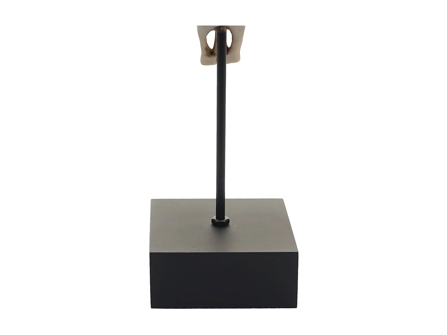 Figurine tête de vache résine 12 x 8 x 22 cm 04_0002840