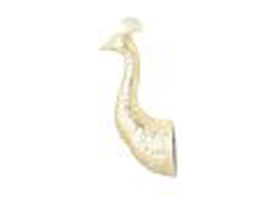 Décoration murale Furnilux - Pavo - Or