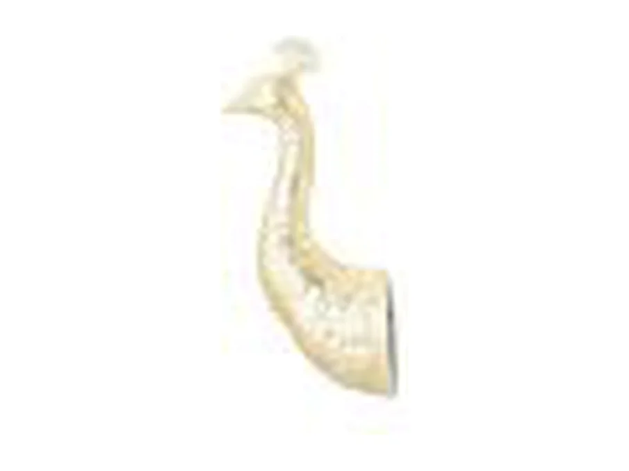 Décoration murale Furnilux - Pavo - Or