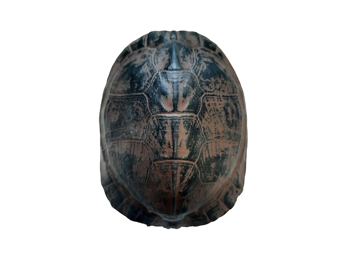 Statue - Marron - Impression tortue