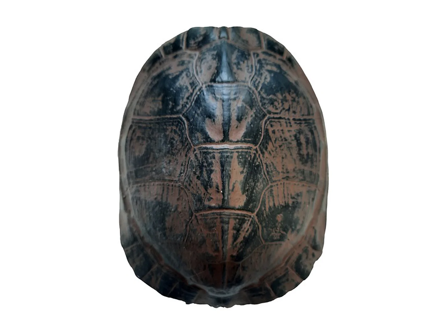 Furnilux Katzenhaus - Brauner Schildkrötenaufdruck - Klein