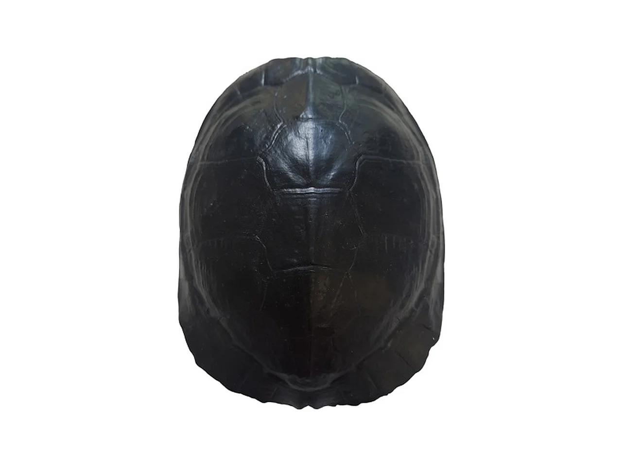 Statue - Furnilux Katana - Noir et Tortue - Taille Small