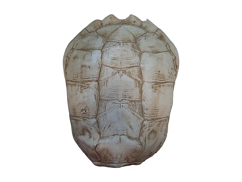 Schildkröte Furnilux Katana - Weiß - Groß