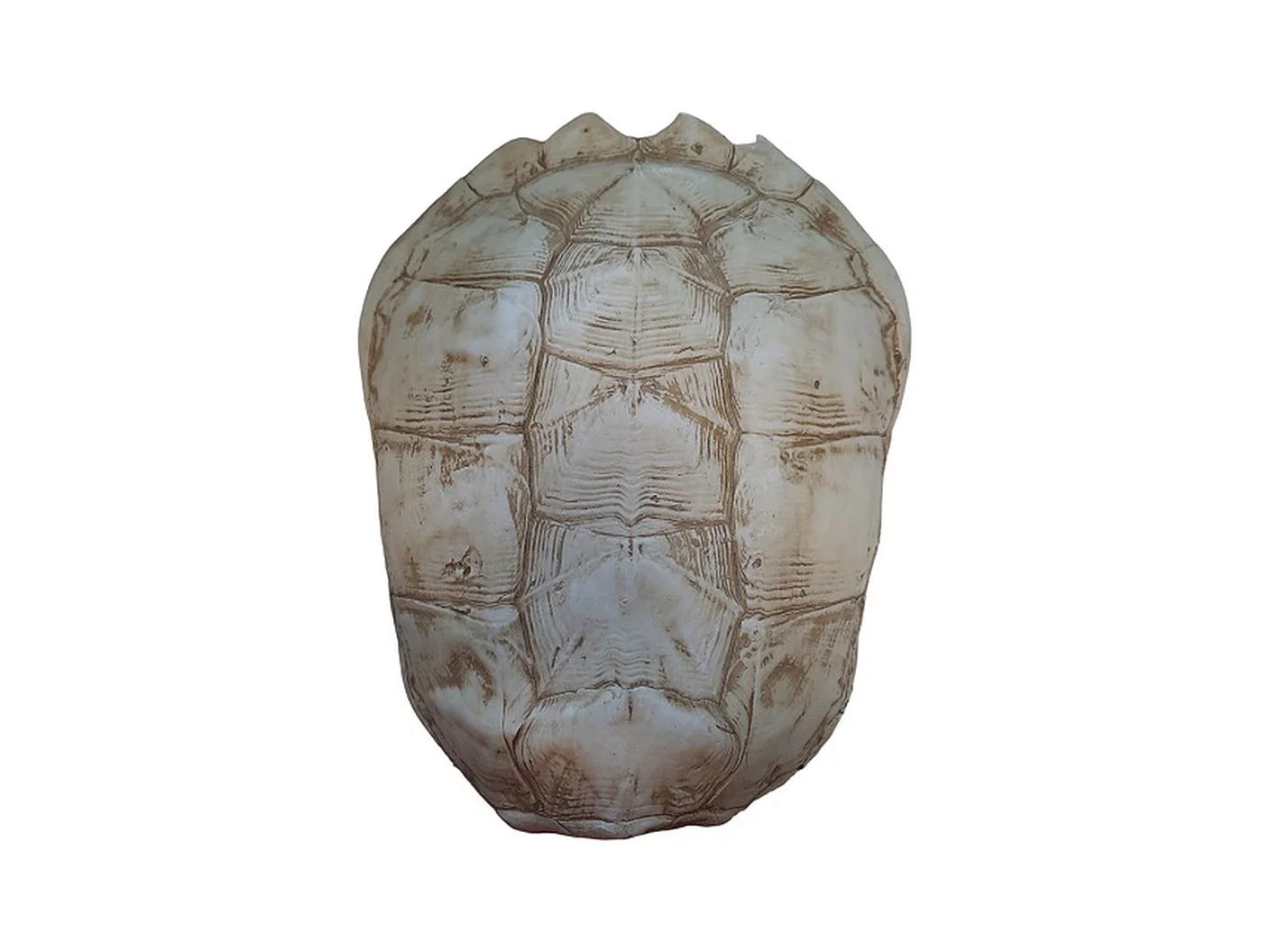 Schildpad Furnilux Katana - Wit - Large