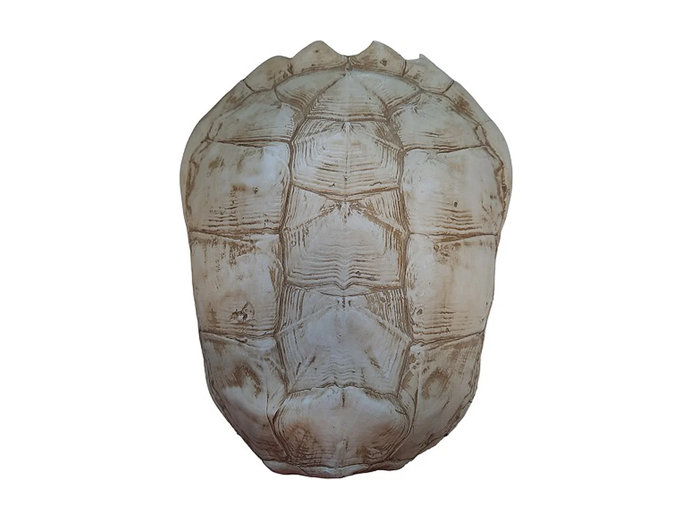 Schildpad Furnilux Katana - Wit - Large