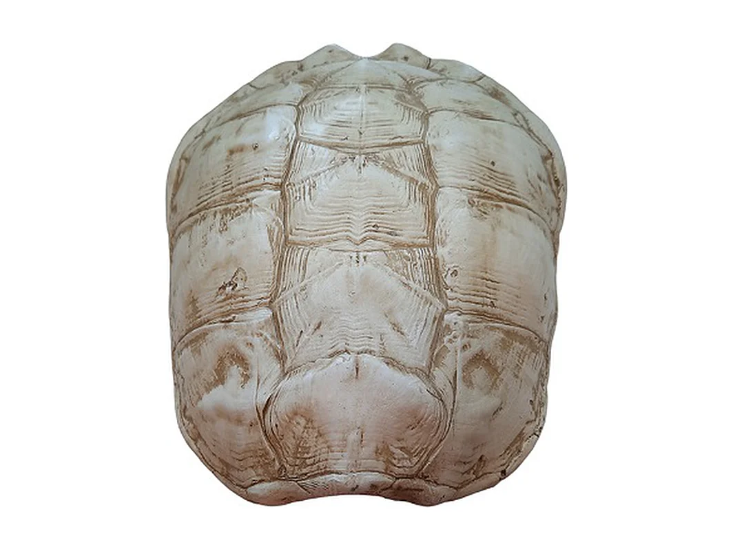 Schildpad Furnilux Katana - Wit - Large