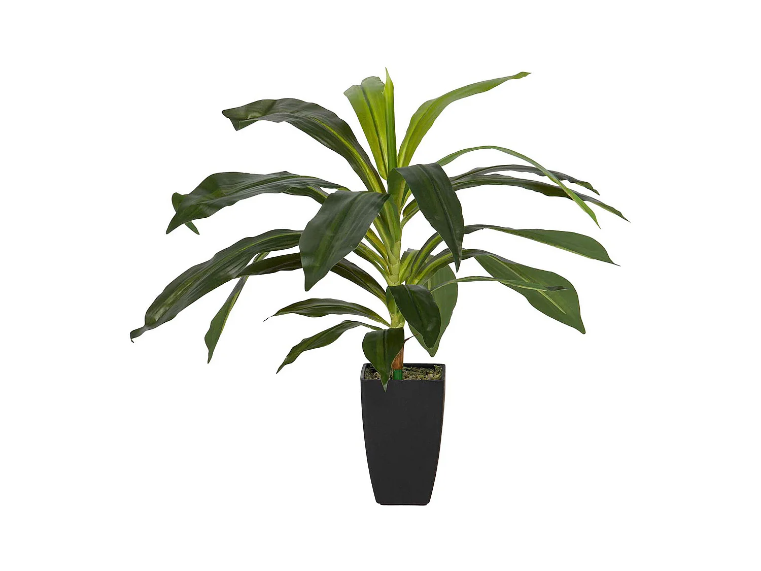 Planta Artificial Dracaena Fragrans Con Maceta 55x55x55 Cm