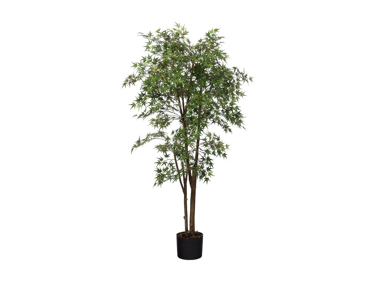 Erable Japonica 198 cm