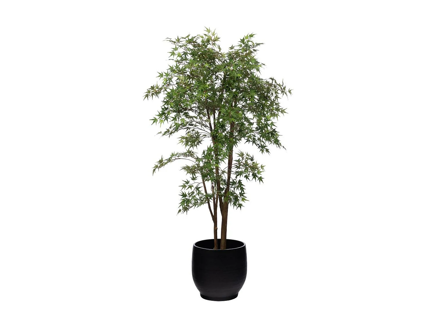 Erable Japonica 198 cm