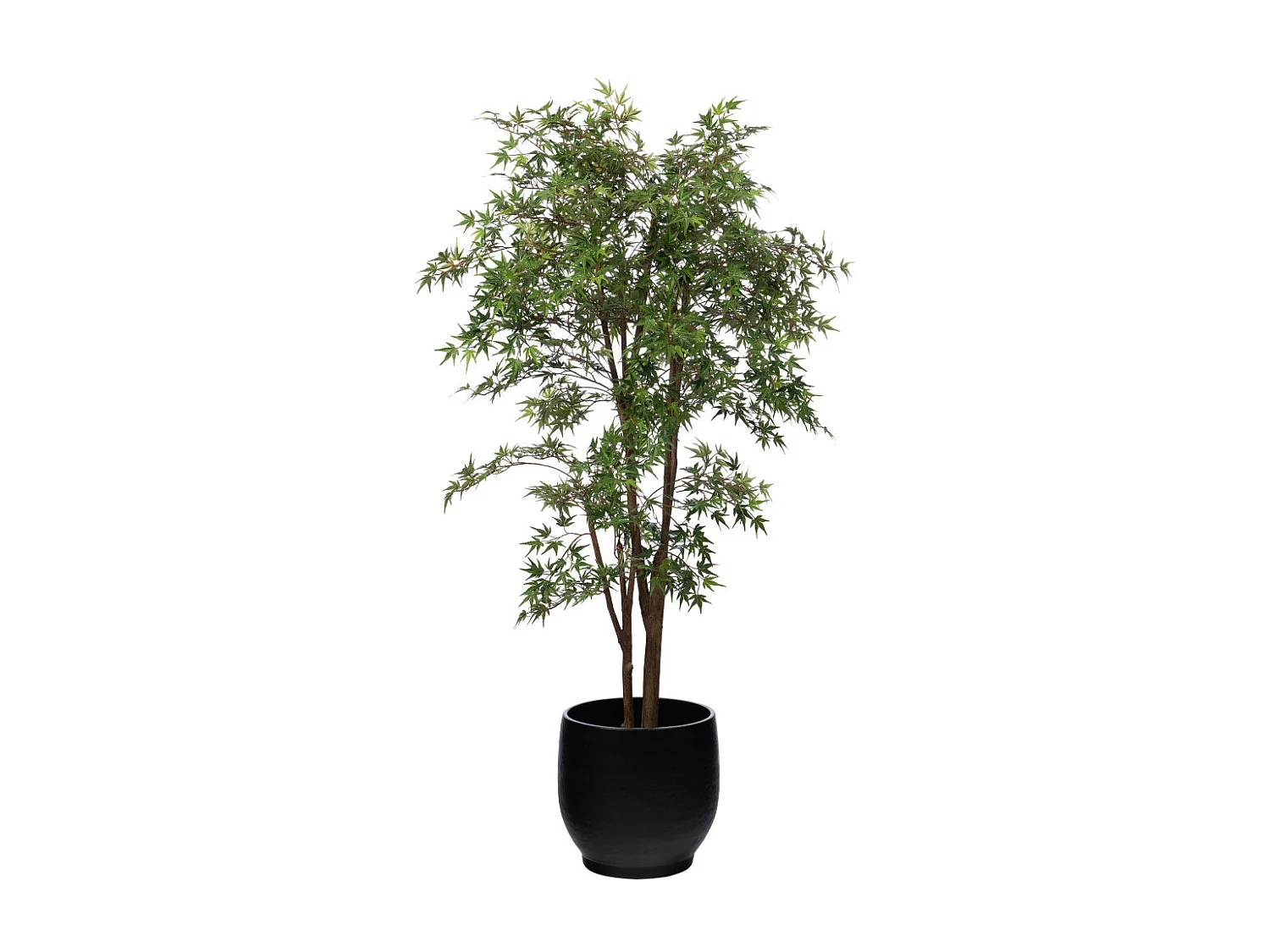 Erable Japonica 198 cm