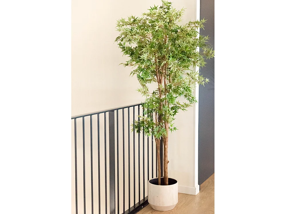 Erable Japonica 198 cm