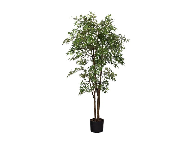 Erable Japonica 198 cm