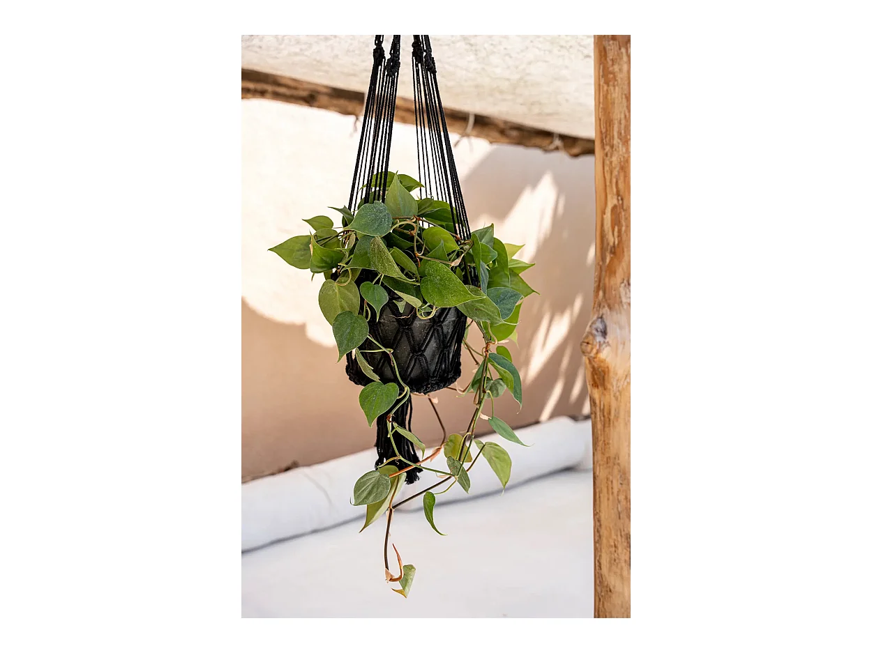 Der Makramee Pflanzenanhänger - Schwarz - L