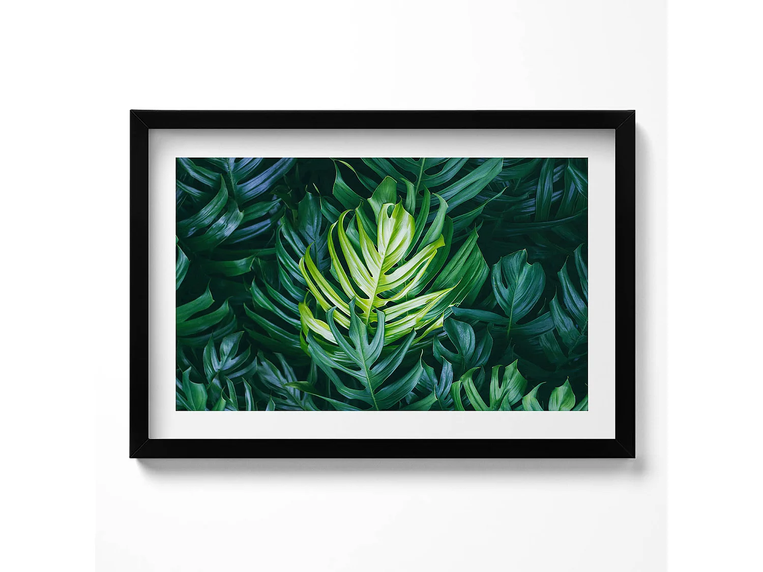 Decoratief schilderij met zwarte lijst, Tropische natuur - monsterabladeren 60 x 40 cm – Perfect voor de woon- of slaapkamer