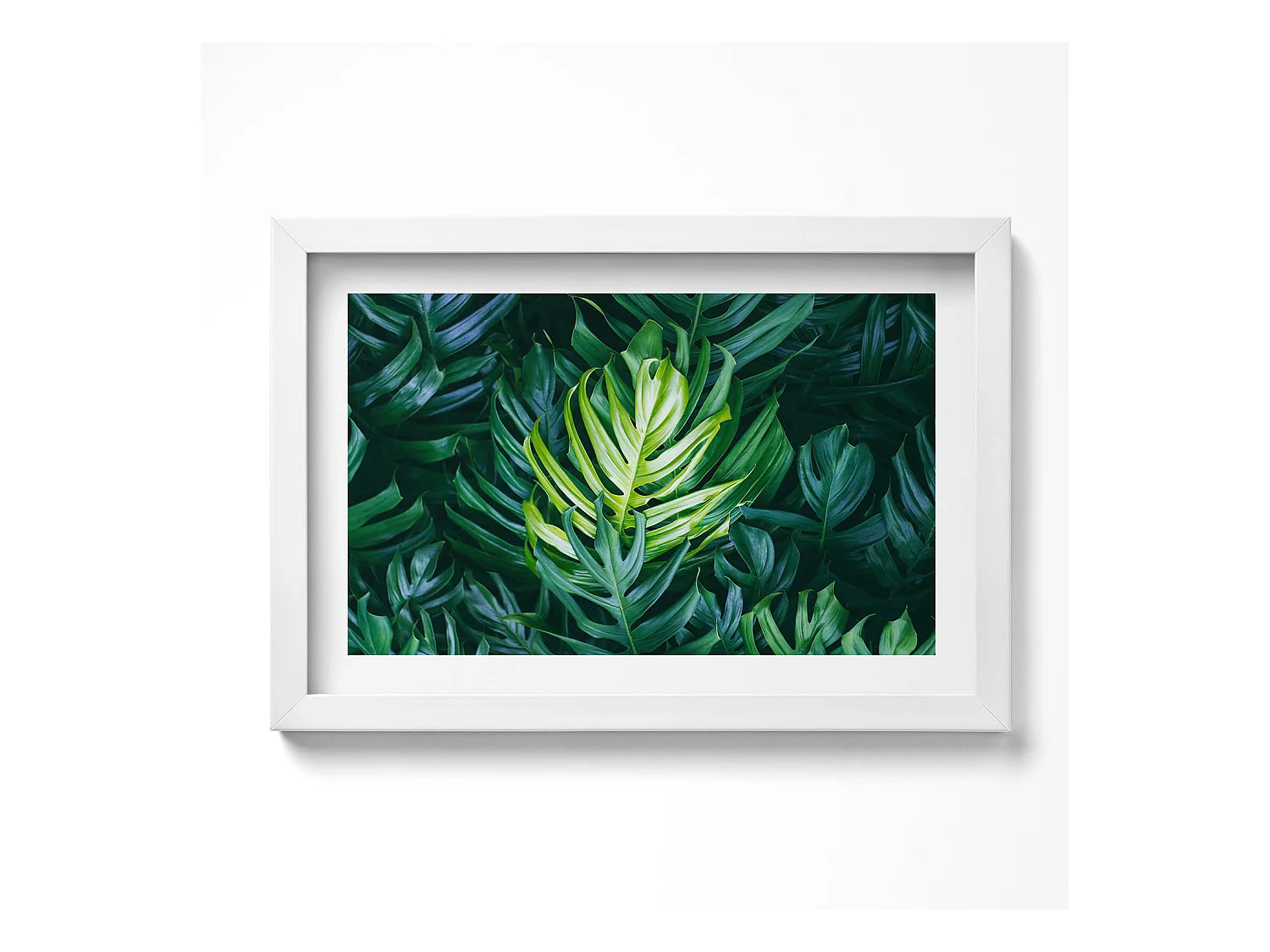 Tableau décoratif avec cadre blanc, Nature tropicale - feuilles de monstera 30 x 20 cm – Parfait pour le salon ou la chambre