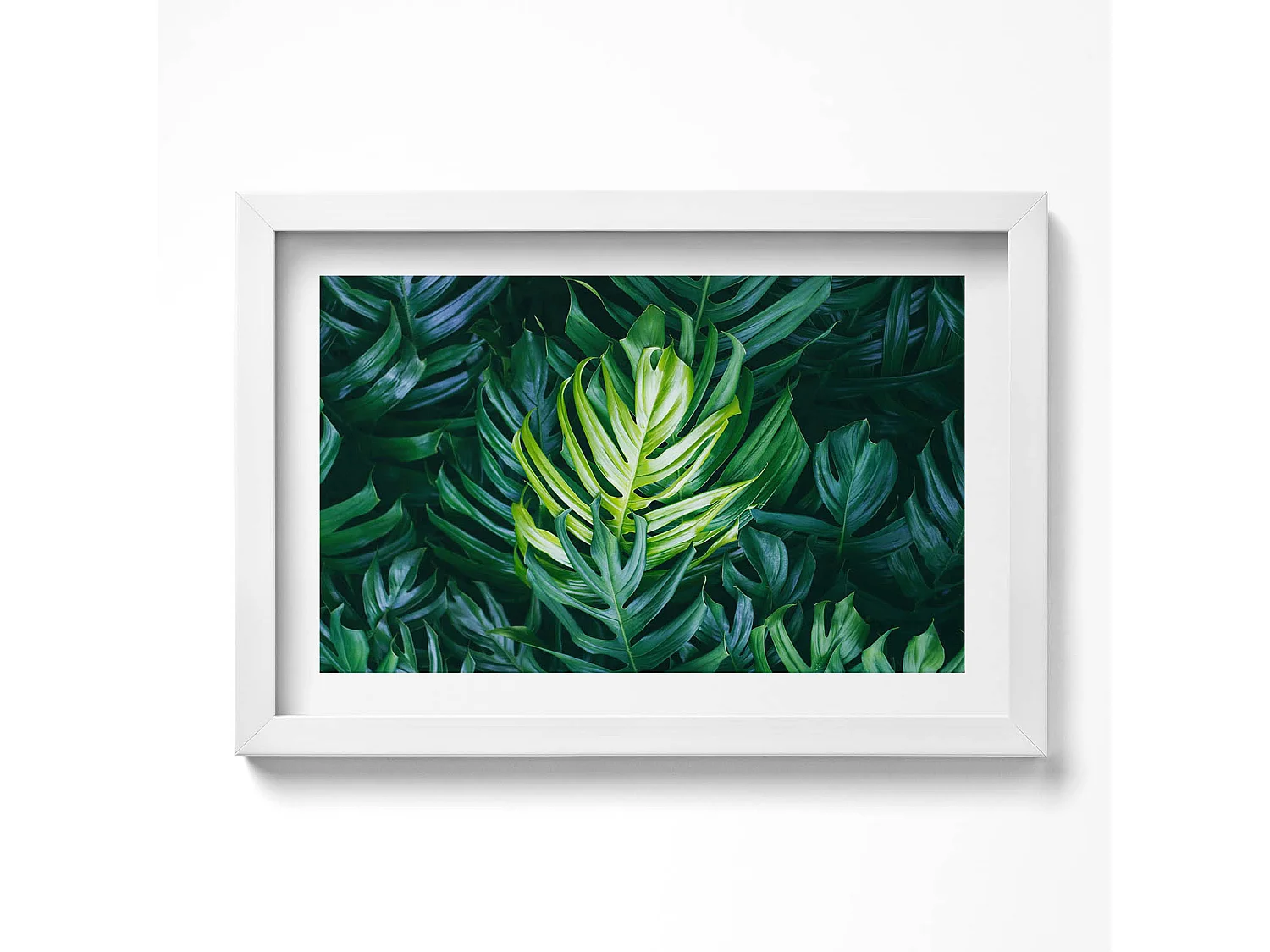 Tableau décoratif avec cadre blanc, Nature tropicale - feuilles de monstera 30 x 20 cm – Parfait pour le salon ou la chambre