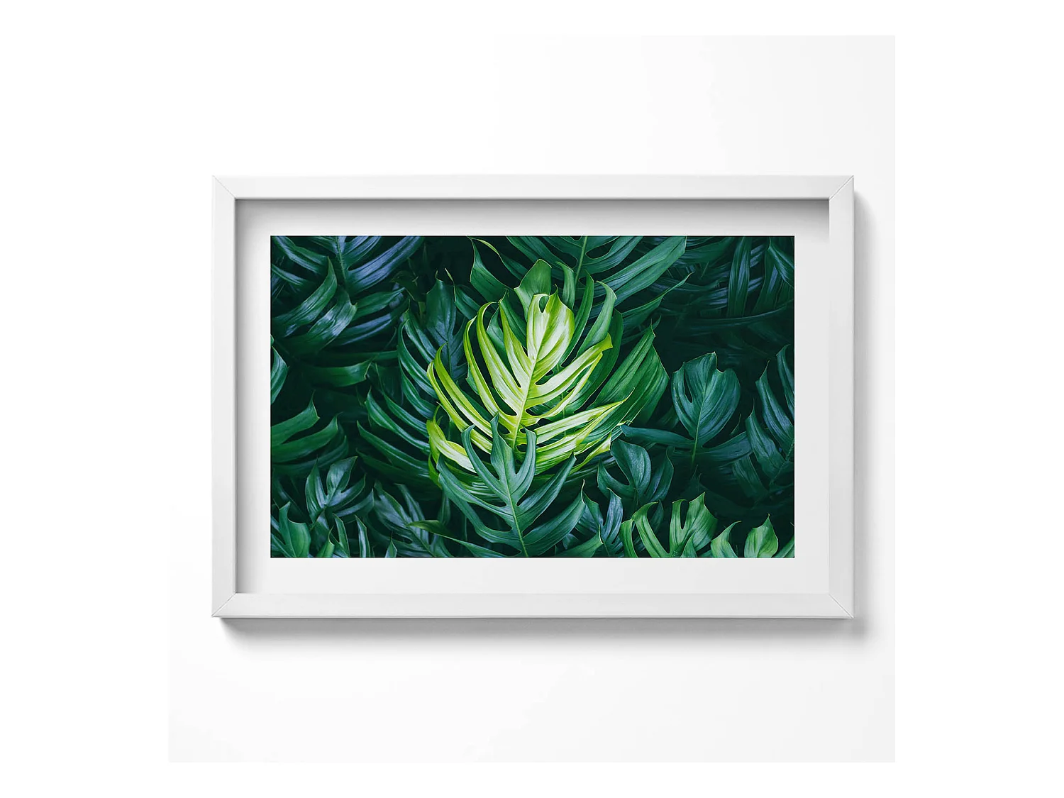Tableau décoratif avec cadre blanc, Nature tropicale - feuilles de monstera 60 x 40 cm– Parfait pour le salon ou la chambre