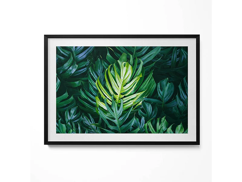 Decoratief schilderij met zwarte lijst, Tropische natuur - monsterabladeren 100 x 70 cm – Perfect voor de woon- of slaapkamer