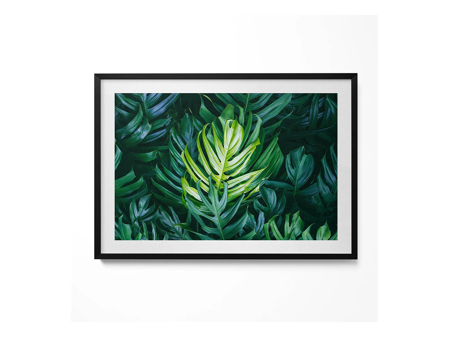 Tableau décoratif avec cadre noir, Nature tropicale - feuilles de monstera 100 x 70 cm– Parfait pour le salon ou la chambre