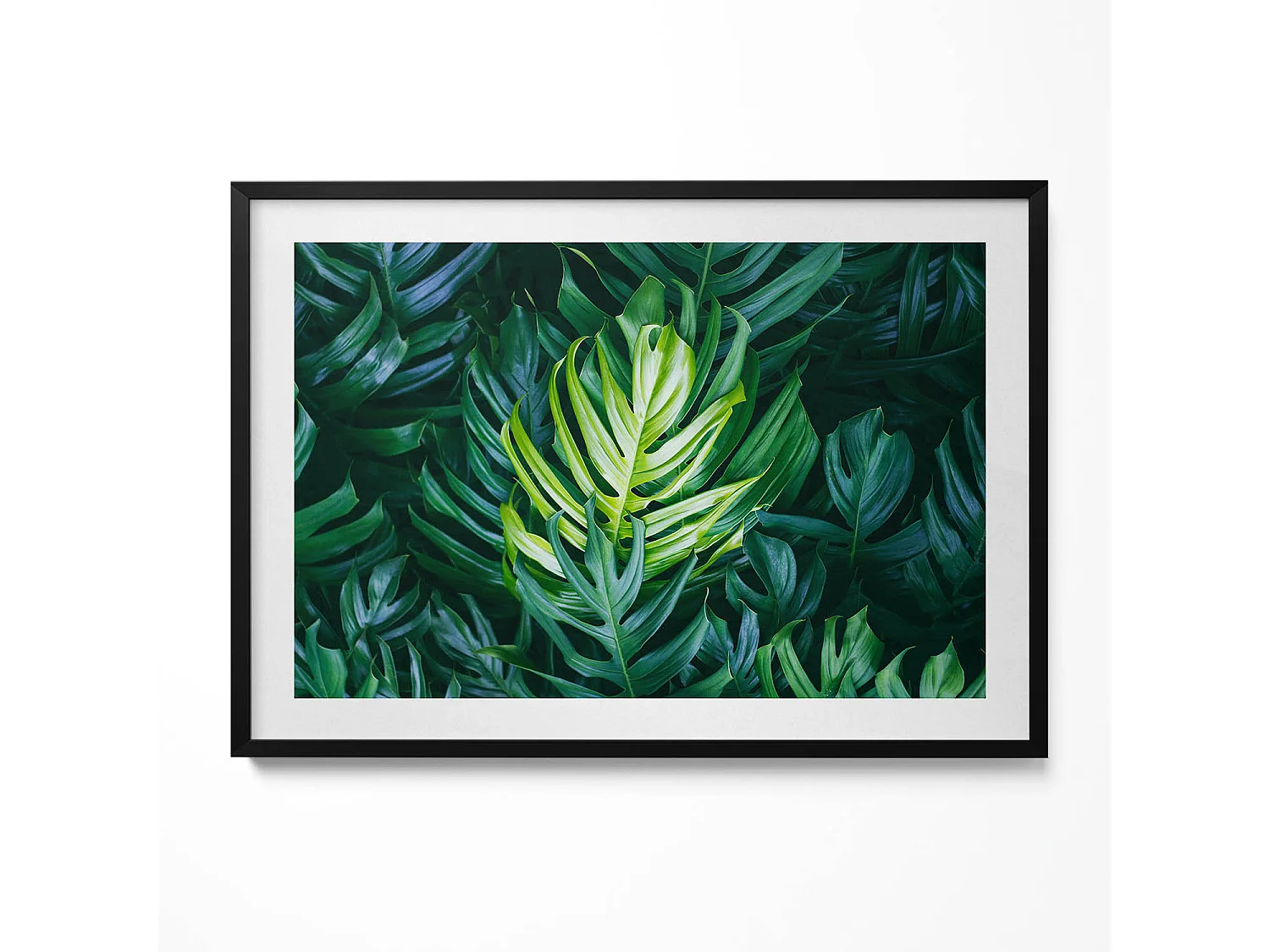 Dekoratives Gemälde mit schwarzem Rahmen, Tropische Natur – Monstera-Blätter 100 x 70 cm – Perfekt für das Wohn- oder Schlafzimmer