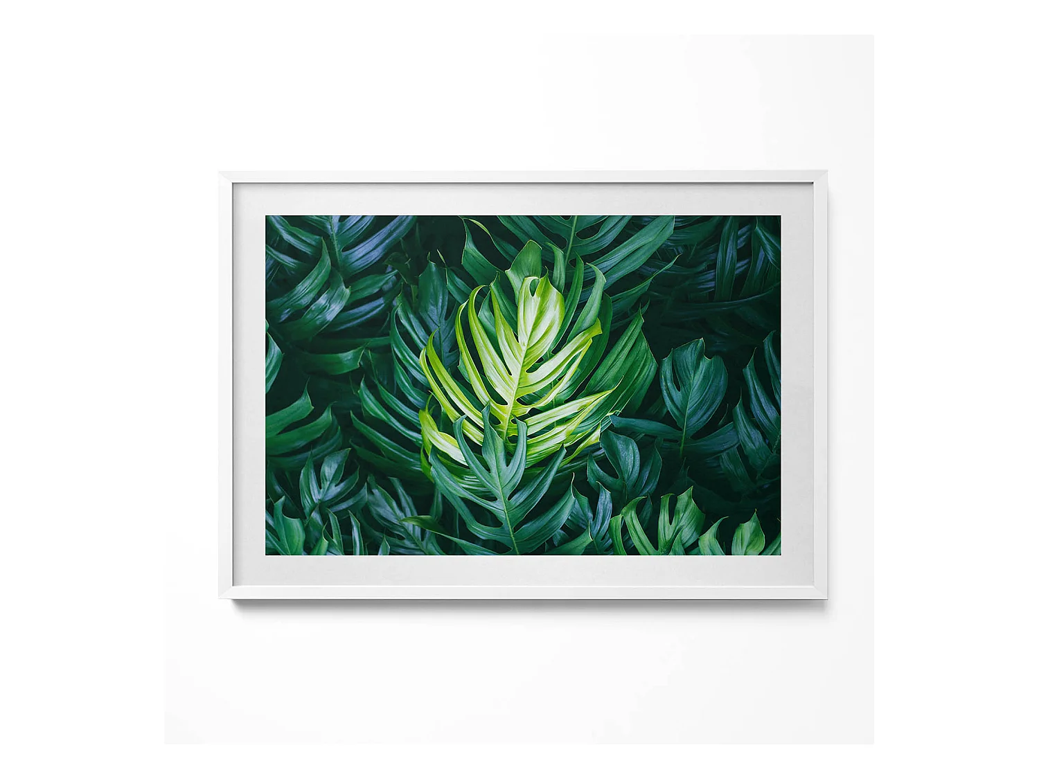 Tableau décoratif avec cadre blanc, Nature tropicale - feuilles de monstera 100 x 70 cm– Parfait pour le salon ou la chambre