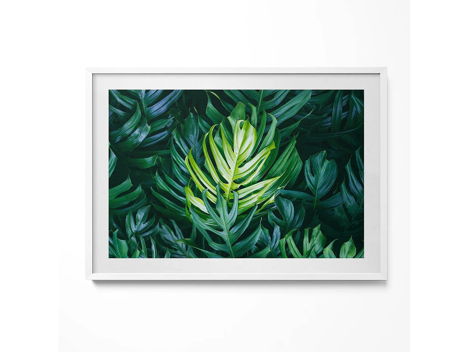 Dekoratives Gemälde mit weißem Rahmen, Tropische Natur – Monstera-Blätter 100 x 70 cm – Perfekt für das Wohn- oder Schlafzimmer