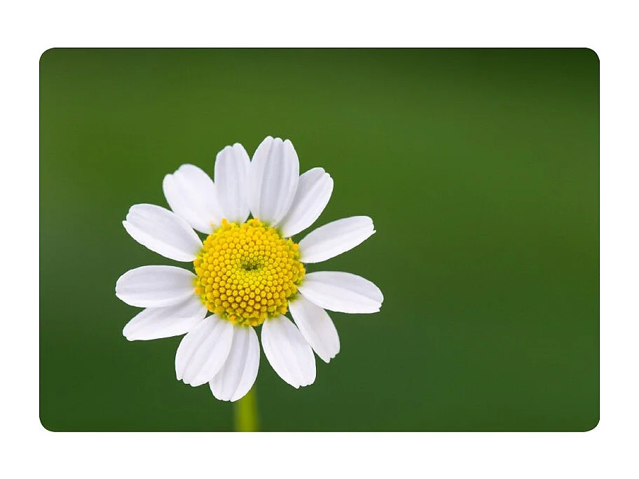 Chariot pliant à roulettes, table pliante roulante, desserte - Structure métallique blanche, 2 niveaux en stratifié motif Camomille  - 72*66*43 cm - BAUHAUS