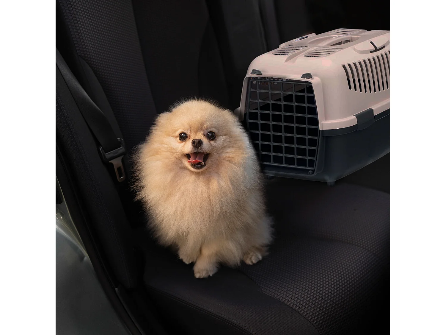 Cage de transport pour animaux en plastique noir 55x36x35cm