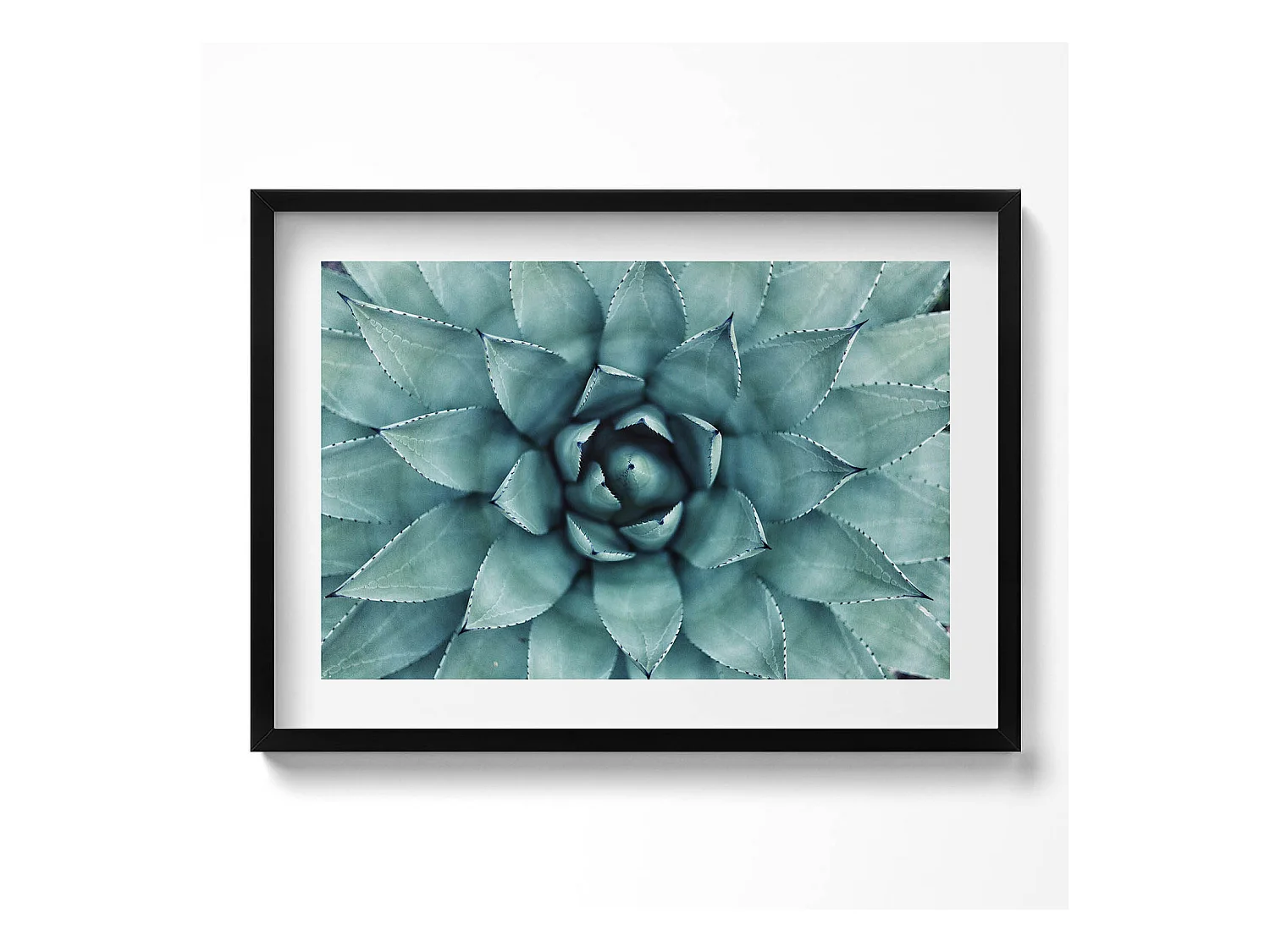 Tableau décoratif avec cadre noir, Plante succulente verte 70 x 50 cm– Parfait pour le salon ou la chambre
