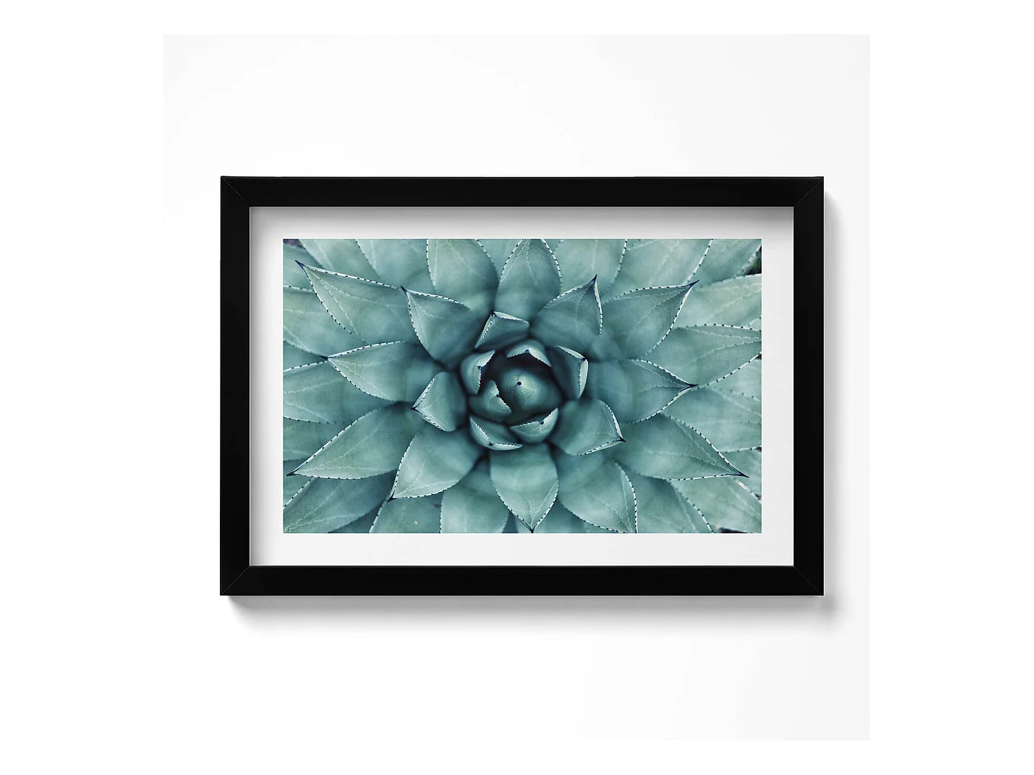 Tableau décoratif avec cadre noir, Plante succulente verte 30 x 20 cm – Parfait pour le salon ou la chambre