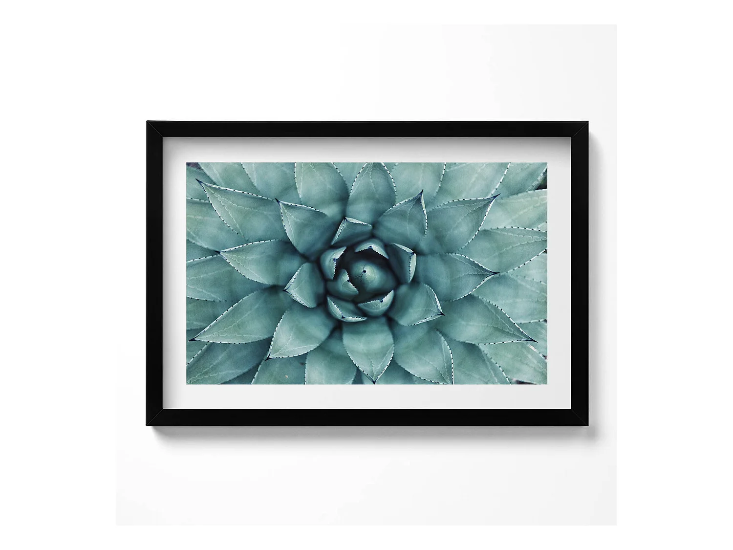 Tableau décoratif avec cadre noir, Plante succulente verte 60 x 40 cm– Parfait pour le salon ou la chambre