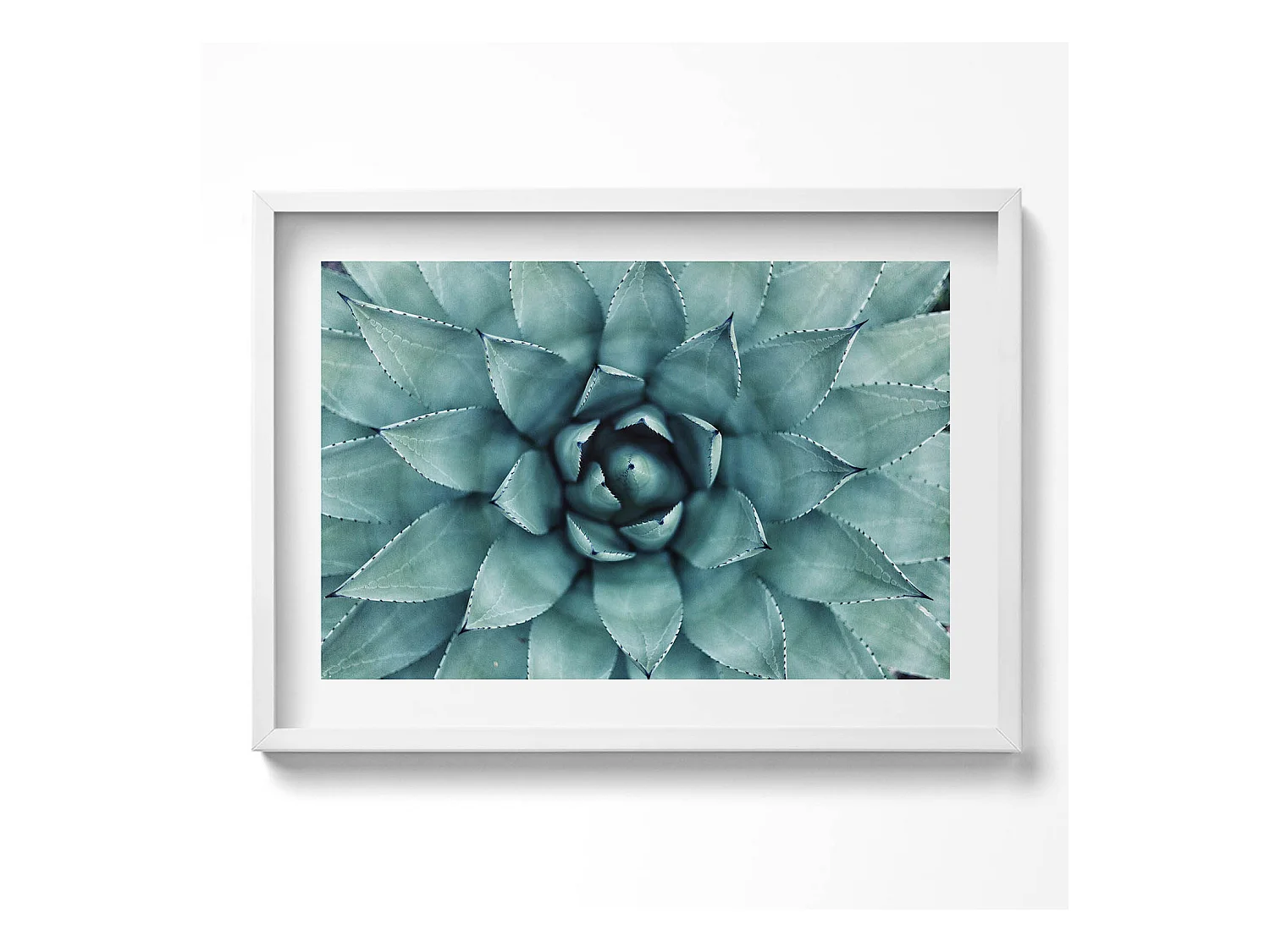 Tableau décoratif avec cadre blanc, Plante succulente verte 70 x 50 cm– Parfait pour le salon ou la chambre